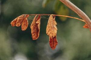 outono ouro Castanho folhas em uma árvore em uma ensolarado dia com bokeh foto