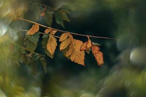 outono ouro Castanho folhas em uma árvore em uma ensolarado dia com bokeh foto