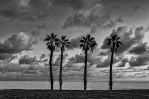 beira-mar panorama Paz e quieto pôr do sol e quatro Palma árvores em a de praia foto