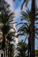 urbano panorama do ponto de referência explicada alicante Espanha em uma ensolarado dia com verde Palma árvores e azul céu foto