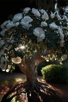 a velho árvore dentro a Jardim é cheio do ampla e pequeno branco flores generativo ai. foto