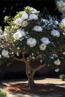 a velho árvore dentro a Jardim é cheio do ampla e pequeno branco flores generativo ai. foto