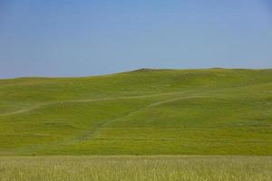 montanha prados com exuberante verde Relva às alvorecer. panorama foto