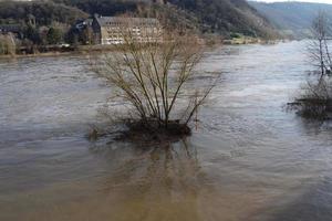 árvore dentro a Mosel inundar foto