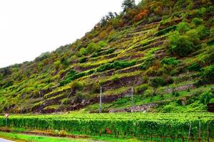 terraço vinhas dentro outono foto