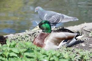 fofa água pássaros às a lago do público parque do luton Inglaterra Reino Unido foto