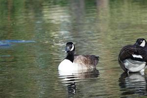 fofa água pássaros às lago lado do local público parque foto