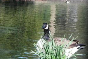 fofa água pássaros às a lago do público parque do luton Inglaterra Reino Unido foto