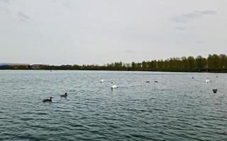 fofa água pássaros às a vontade lago do público parque do Milton keynes cidade do Inglaterra Reino Unido foto