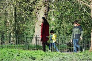 fofa água pássaros às a lago do público parque do luton Inglaterra Reino Unido foto