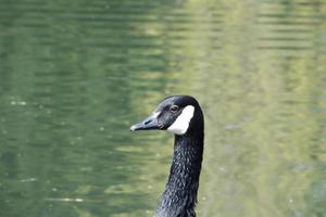 fofa água pássaros às a lago do público parque do luton Inglaterra Reino Unido foto