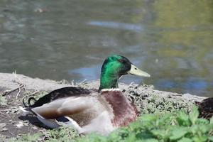 fofa água pássaros às a lago do público parque do luton Inglaterra Reino Unido foto