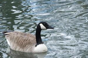 fofa água pássaros às a lago do público parque do luton Inglaterra Reino Unido foto