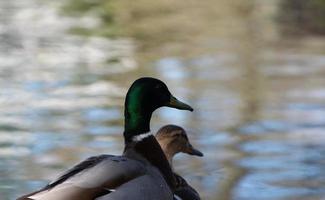 fofa água pássaros às a lago do público parque do luton Inglaterra Reino Unido foto