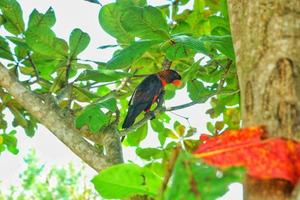 loriini estão uma família do pequeno para médio tamanho arbóreo papagaios caracterizado de seus especializado ponta de pincel língua para alimentando em néctar a partir de vários flores e delicado frutas, preferencialmente bagas foto