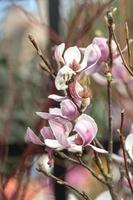 uma fechar-se foto do uma florescendo magnólia é 1 do a primeiro Primavera floração temporadas