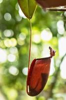 nepenthes tropical carnívoro plantar. plantar nepenthes dentro a estufa do a botânico jardim foto