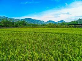 arroz campo Fazenda panorama lindo ensolarado dia dentro arroz Campos com azul céu e montanhas. foto
