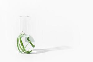 orgânico cosméticos, natural cosméticos, biocombustíveis, algas. natural verde laboratório. experimentos. vidro laboratório frasco com verde plantas em uma luz fundo. foto