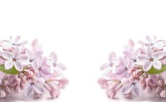 suave foco imagem do lilás flores em branco fundo. ai gerado foto