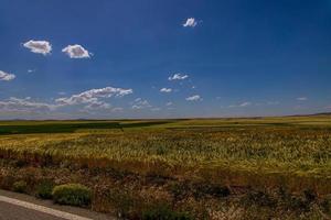 trigo Campos em uma verão dia agrícola rural paisagem, foto