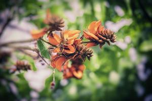 laranja flores em eritrina caffra árvore iin Primavera foto