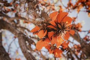 laranja flores em eritrina caffra árvore iin Primavera foto