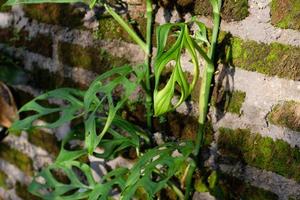 monstera Adansonii dentro a manhã foto