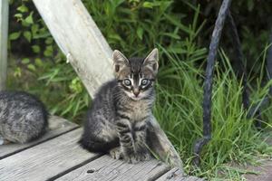 malhado gatinhos estão em uma de madeira chão dentro uma jardim foto