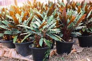 plantar dentro Panela com natural fundo do Calathea folhas ornamental plantar para jardim decoração, Calathea rufibarba fenzl foto