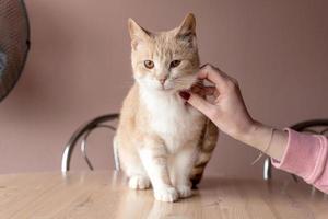 fofa vermelho cabelo curto gato senta em a mesa, fêmea mão acariciando a gato dentro de casa foto