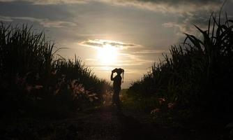 silhueta de mulher agricultora em pé na plantação de cana-de-açúcar ao pôr do sol da noite