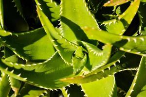 close-up de plantas foto