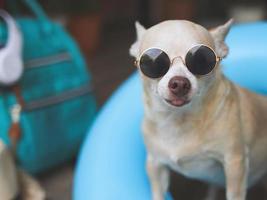 feliz Castanho curto cabelo chihuahua cachorro vestindo oculos de sol, em pé dentro azul natação anel com viagem acessórios, Palha chapéu, mochila e fones de ouvido. foto