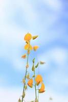 lindo amarelo Sol cânhamo flores ou crotalária Juncea Fazenda dentro lindo luz solar em a montanha dentro tailândia.a tipo do leguminosa. foto