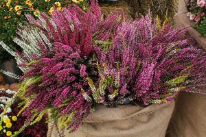 fechar acima do roxa Flor urze flor dentro tela de pintura bolsa. calluna vulgaris. sazonal outono plantar mercado. jardinagem botânico cultivar conceito. casa e sacada decoração. natureza floral ramalhete foto