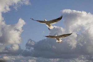 jogando gaivotas em uma Primavera de praia às a báltico mar foto