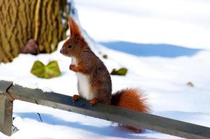 vermelho esquilo em branco neve dentro inverno parque foto