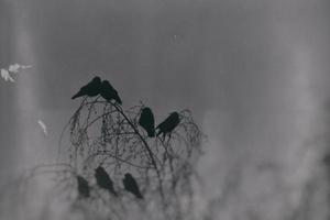 uma gótico fotografia do Preto pássaros sentado em uma sem folhas bétula foto