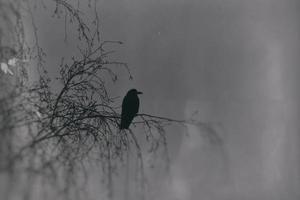 uma gótico fotografia do Preto pássaros sentado em uma sem folhas bétula foto