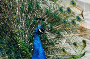 masculino pavão em uma fundo do colori penas foto