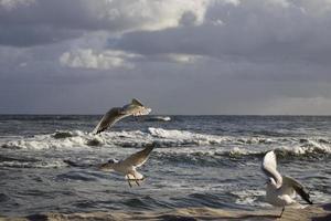 jogando gaivotas em uma Primavera de praia às a báltico mar foto