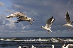 jogando gaivotas em uma Primavera de praia às a báltico mar foto