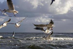 jogando gaivotas em uma Primavera de praia às a báltico mar foto