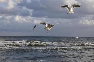 jogando gaivotas em uma Primavera de praia às a báltico mar foto