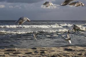 jogando gaivotas em uma Primavera de praia às a báltico mar foto