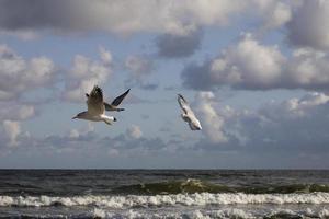 jogando gaivotas em uma Primavera de praia às a báltico mar foto