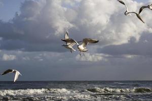 jogando gaivotas em uma Primavera de praia às a báltico mar foto