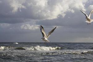 jogando gaivotas em uma Primavera de praia às a báltico mar foto