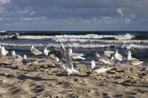 jogando gaivotas em uma Primavera de praia às a báltico mar foto